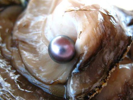 A Pearl in a Clam