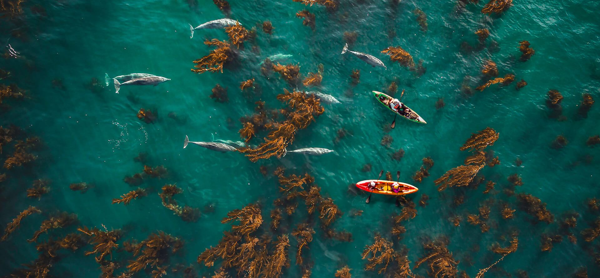 People kayaking with dolphins