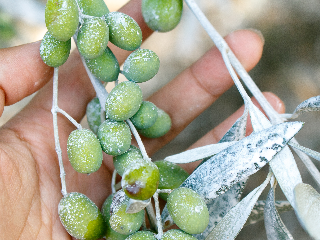 A Person Holding A Bunch Of Green Grapes