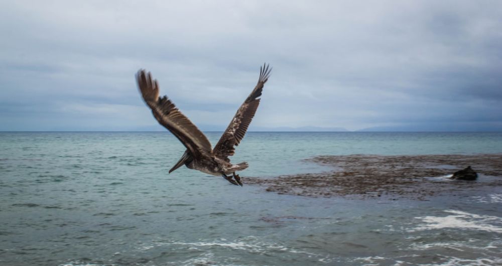 A Bird Flying Over A Body Of Water